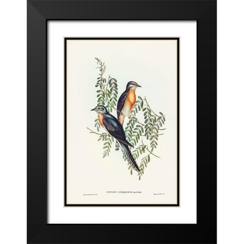 Ash-coloured Cuckoo-Cuculus cineraceus Black Modern Wood Framed Art Print with Double Matting by Gould, John