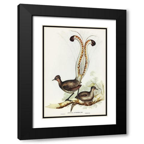 Lyre Bird-Menura superba Black Modern Wood Framed Art Print with Double Matting by Gould, John