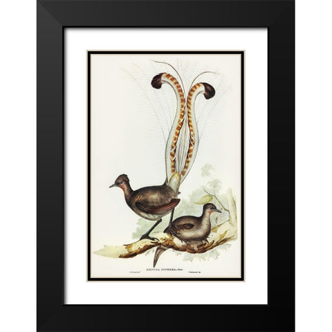 Lyre Bird-Menura superba Black Modern Wood Framed Art Print with Double Matting by Gould, John