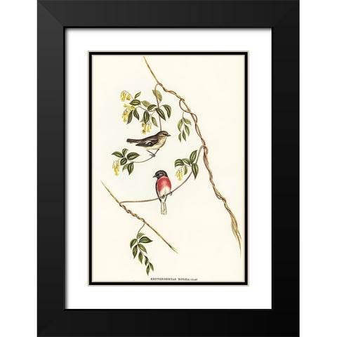 Rose-breasted Wood-robin-Erythrodryas rosea Black Modern Wood Framed Art Print with Double Matting by Gould, John
