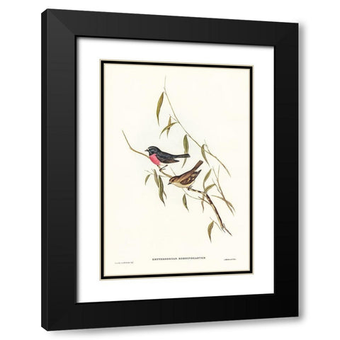 Pink-breasted Wood-robin-Erythrodryas rhodinogaster Black Modern Wood Framed Art Print with Double Matting by Gould, John