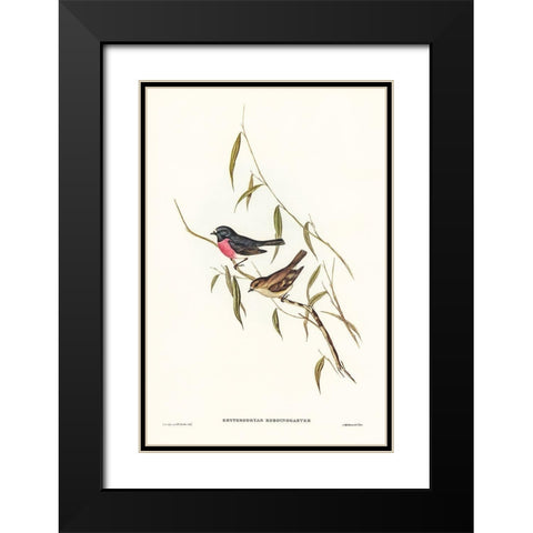 Pink-breasted Wood-robin-Erythrodryas rhodinogaster Black Modern Wood Framed Art Print with Double Matting by Gould, John