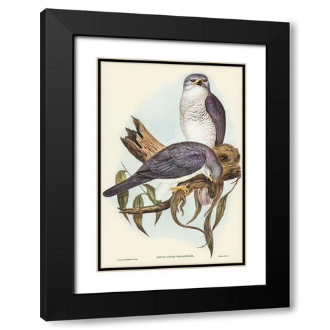 New Holland Goshawk-Astur Nova-Hollandix Black Modern Wood Framed Art Print with Double Matting by Gould, John