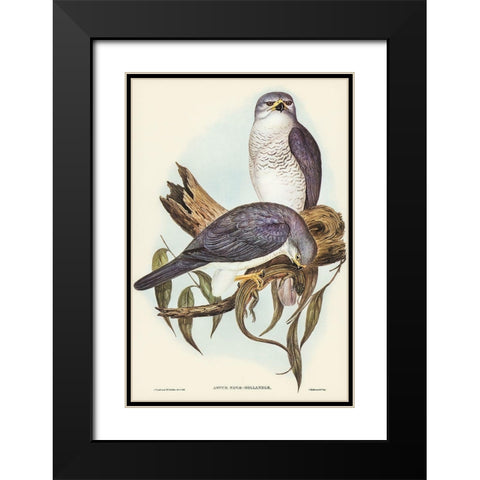 New Holland Goshawk-Astur Nova-Hollandix Black Modern Wood Framed Art Print with Double Matting by Gould, John