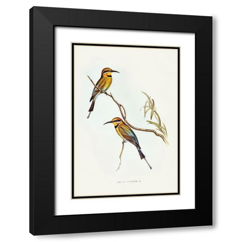 Australian Bee-eater-Merops ornatus Black Modern Wood Framed Art Print with Double Matting by Gould, John