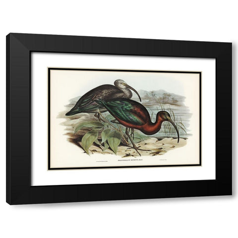 Glossy Ibis-Falcinellus igneus Black Modern Wood Framed Art Print with Double Matting by Gould, John
