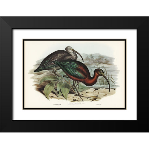 Glossy Ibis-Falcinellus igneus Black Modern Wood Framed Art Print with Double Matting by Gould, John