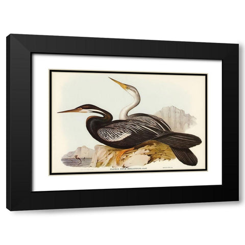 New Holland Darter-Plotus Novae-Hollandiae Black Modern Wood Framed Art Print with Double Matting by Gould, John