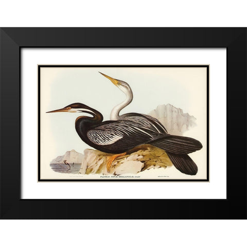New Holland Darter-Plotus Novae-Hollandiae Black Modern Wood Framed Art Print with Double Matting by Gould, John