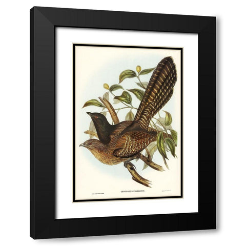 Pheasant Cuckoo-Centropus Phasianus Black Modern Wood Framed Art Print with Double Matting by Gould, John