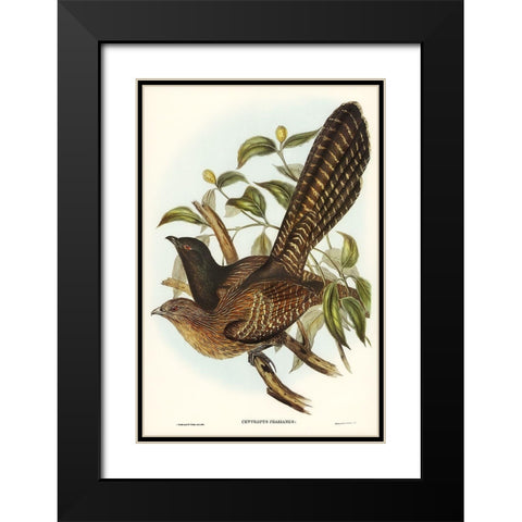 Pheasant Cuckoo-Centropus Phasianus Black Modern Wood Framed Art Print with Double Matting by Gould, John
