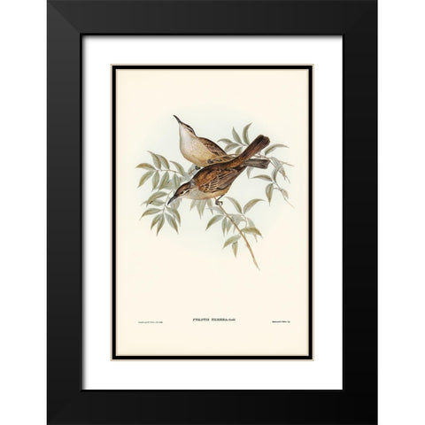 Streaked Honey-eater-Ptilotis filigera Black Modern Wood Framed Art Print with Double Matting by Gould, John
