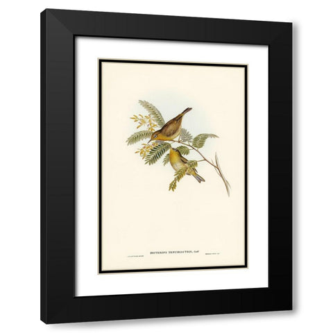 Slender-billed Zosterops-Zosterops tenuirostris Black Modern Wood Framed Art Print with Double Matting by Gould, John