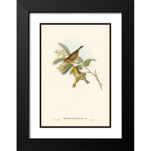 Slender-billed Zosterops-Zosterops tenuirostris Black Modern Wood Framed Art Print with Double Matting by Gould, John