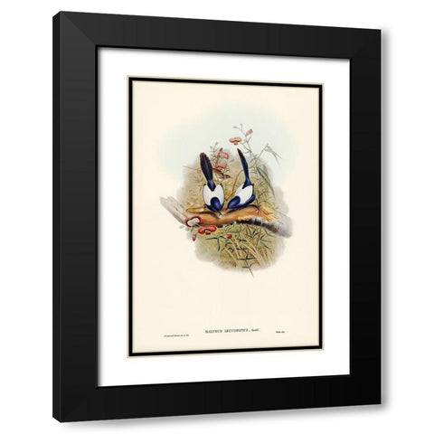 White-backed Superb Warbler-Malurus leuconotus Black Modern Wood Framed Art Print with Double Matting by Gould, John