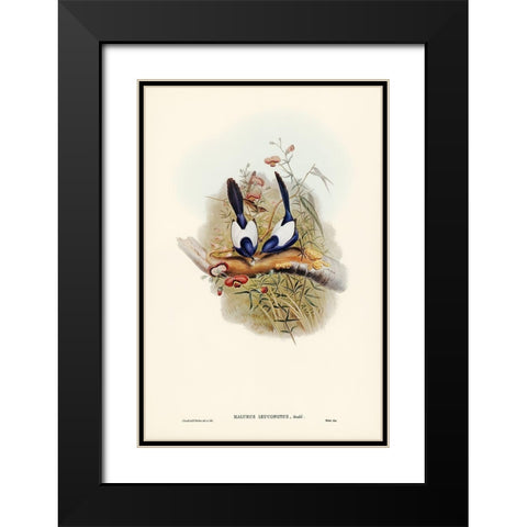 White-backed Superb Warbler-Malurus leuconotus Black Modern Wood Framed Art Print with Double Matting by Gould, John