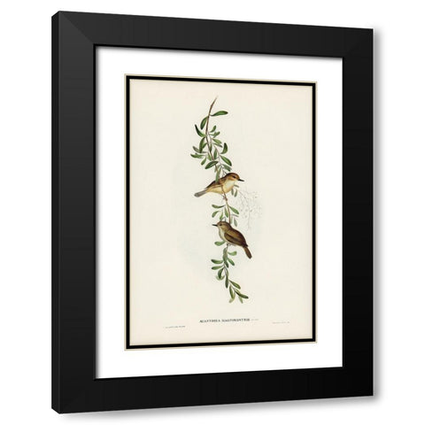 Large-billed Sericornis-Sericornis magnirostris Black Modern Wood Framed Art Print with Double Matting by Gould, John