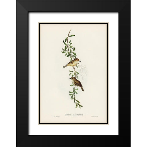 Large-billed Sericornis-Sericornis magnirostris Black Modern Wood Framed Art Print with Double Matting by Gould, John