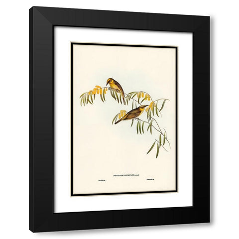 Plumed Honey-eater-Ptilotis plumulus Black Modern Wood Framed Art Print with Double Matting by Gould, John