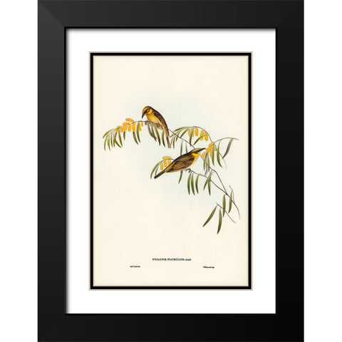 Plumed Honey-eater-Ptilotis plumulus Black Modern Wood Framed Art Print with Double Matting by Gould, John