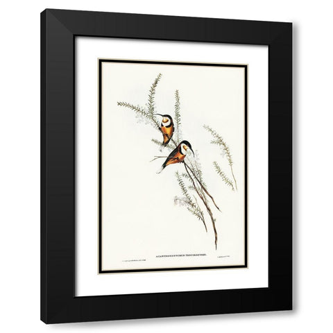 Slender-billed Spine-bill-Acanthorhynchus tenuirostris Black Modern Wood Framed Art Print with Double Matting by Gould, John