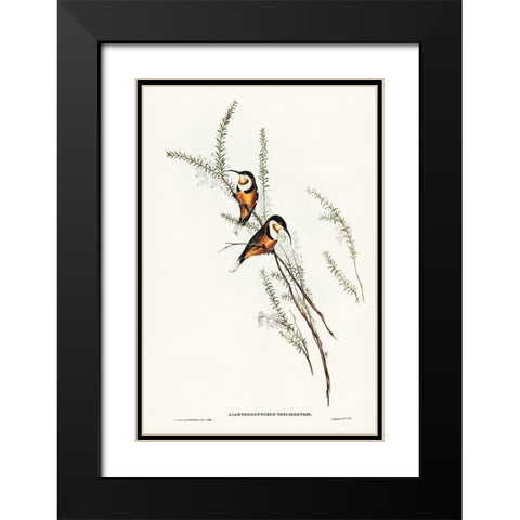 Slender-billed Spine-bill-Acanthorhynchus tenuirostris Black Modern Wood Framed Art Print with Double Matting by Gould, John