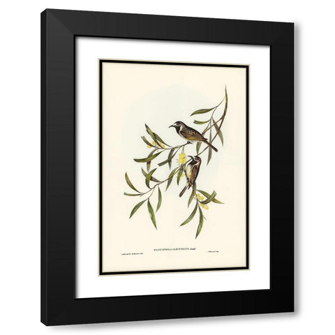 White-fronted Honey-eater-Glyciphila albifrons Black Modern Wood Framed Art Print with Double Matting by Gould, John