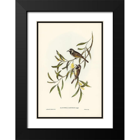 White-fronted Honey-eater-Glyciphila albifrons Black Modern Wood Framed Art Print with Double Matting by Gould, John