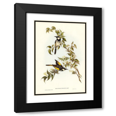 White-cheeked Honey-eater-Meliphaga sericea Black Modern Wood Framed Art Print with Double Matting by Gould, John