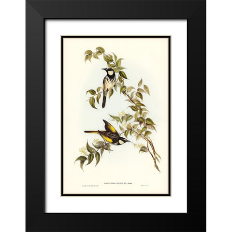White-cheeked Honey-eater-Meliphaga sericea Black Modern Wood Framed Art Print with Double Matting by Gould, John