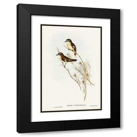 White-eyebrowed Robin-Petroica superciliosa Black Modern Wood Framed Art Print with Double Matting by Gould, John