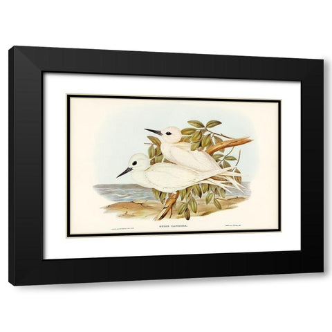 White Tern-Gygis candida Black Modern Wood Framed Art Print with Double Matting by Gould, John
