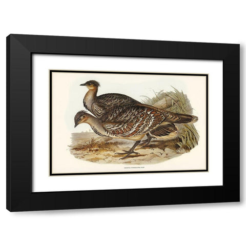 Ocellated Leipoa-Leipoa ocellata Black Modern Wood Framed Art Print with Double Matting by Gould, John