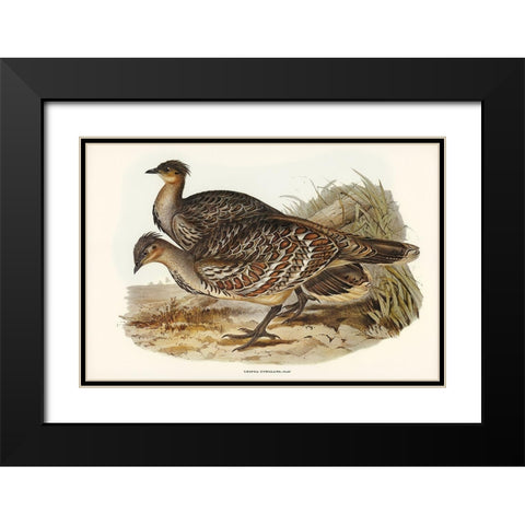 Ocellated Leipoa-Leipoa ocellata Black Modern Wood Framed Art Print with Double Matting by Gould, John