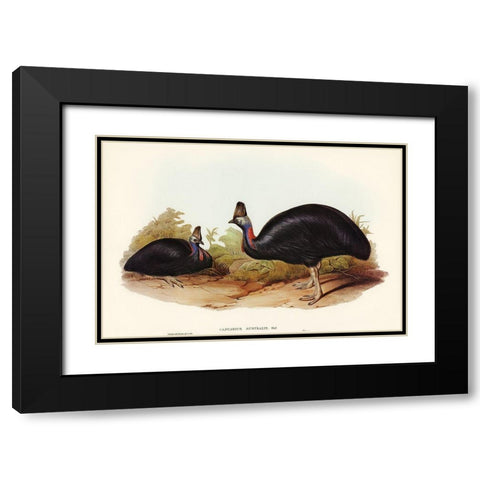 Australian Cassowary-Casuarius australis Black Modern Wood Framed Art Print with Double Matting by Gould, John
