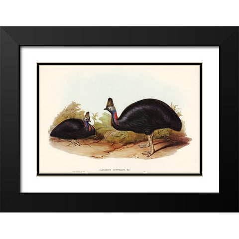 Australian Cassowary-Casuarius australis Black Modern Wood Framed Art Print with Double Matting by Gould, John