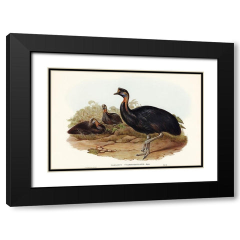 One-carunculated Cassowary-Casuarius uniappendiculatus Black Modern Wood Framed Art Print with Double Matting by Gould, John
