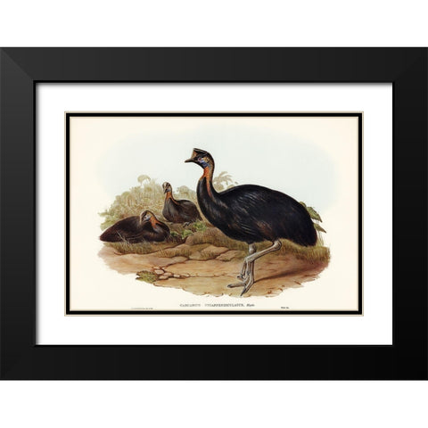 One-carunculated Cassowary-Casuarius uniappendiculatus Black Modern Wood Framed Art Print with Double Matting by Gould, John