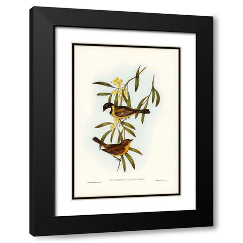 Guttural Pachycephala-Pachycephala gutturalis Black Modern Wood Framed Art Print with Double Matting by Gould, John