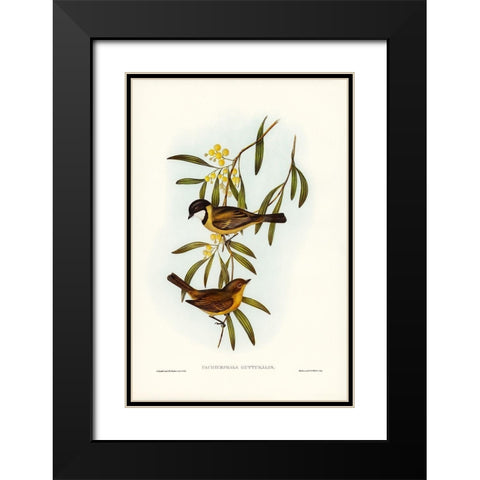 Guttural Pachycephala-Pachycephala gutturalis Black Modern Wood Framed Art Print with Double Matting by Gould, John