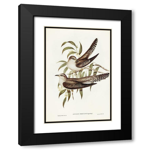 Unadorned Cuckoo-Cuculus inornatus Black Modern Wood Framed Art Print with Double Matting by Gould, John