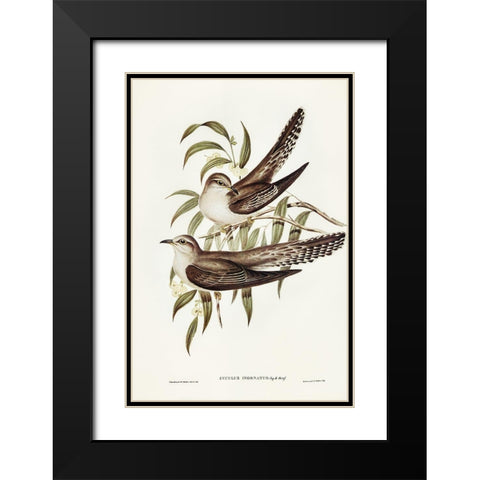 Unadorned Cuckoo-Cuculus inornatus Black Modern Wood Framed Art Print with Double Matting by Gould, John