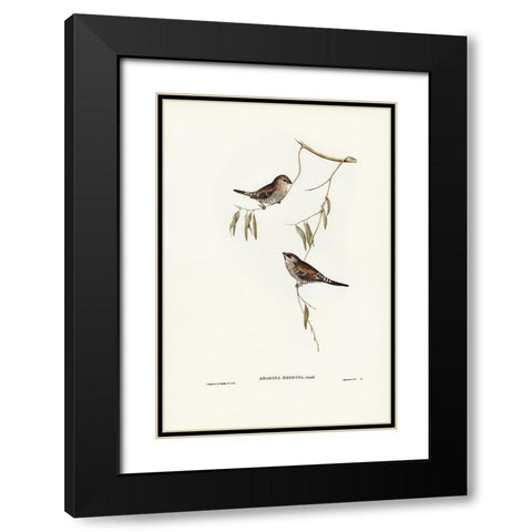 Plain-coloured Finch-Amadina modesta Black Modern Wood Framed Art Print with Double Matting by Gould, John