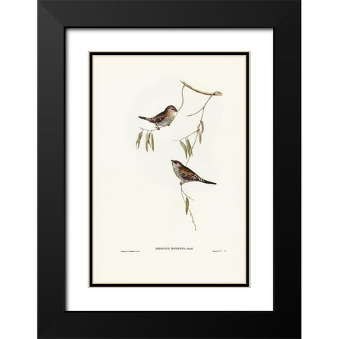 Plain-coloured Finch-Amadina modesta Black Modern Wood Framed Art Print with Double Matting by Gould, John
