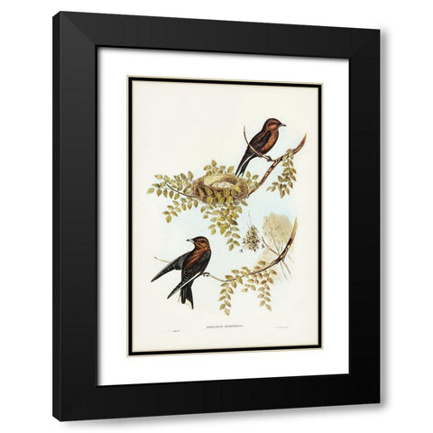 Wood Swallow-Artamus sordid Black Modern Wood Framed Art Print with Double Matting by Gould, John