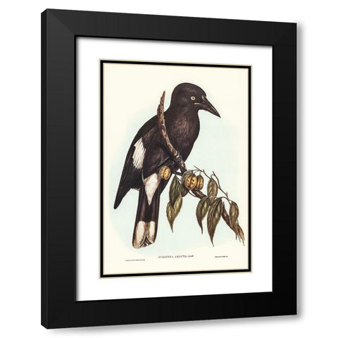 Hill Crow-Shrike-Strepera argot Black Modern Wood Framed Art Print with Double Matting by Gould, John