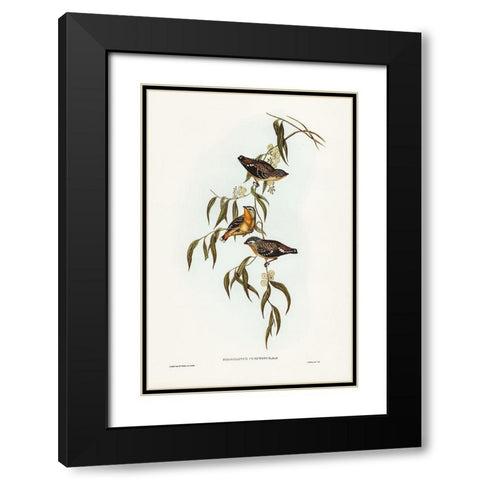 Spotted Pardalote-Pardalotus punctatus Black Modern Wood Framed Art Print with Double Matting by Gould, John