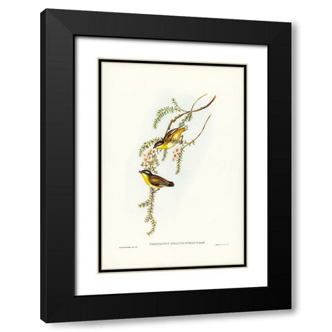 Black-headed Pardalote-Pardalotus melanocephalus Black Modern Wood Framed Art Print with Double Matting by Gould, John
