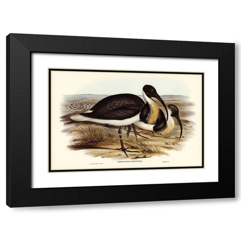 Straw-necked Ibis-Geronticus spinicollis Black Modern Wood Framed Art Print with Double Matting by Gould, John