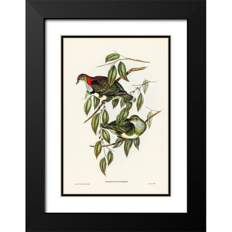 Superb Fruit Pigeon-Ptilinopus superbus Black Modern Wood Framed Art Print with Double Matting by Gould, John